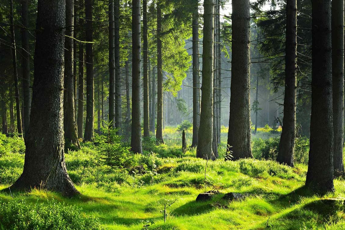 Adolf Münchinger Holz-Import-Export GmbH & Co. KG