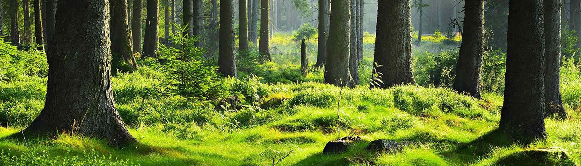 Adolf Münchinger Holz-Import-Export GmbH & Co. KG